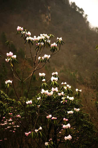 氣溫偏暖 神農架高山杜鵑提前綻放（圖）