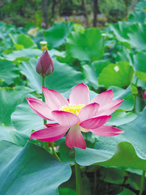 2萬盆南京荷花上海“催熟”提早綻放中國館