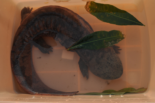 “燙手山芋”娃娃魚落戶云南野生動(dòng)物園(圖)