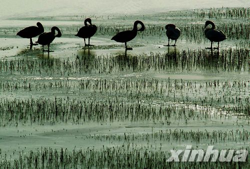 河南：三門峽榮獲“中國大天鵝之鄉(xiāng)”稱號