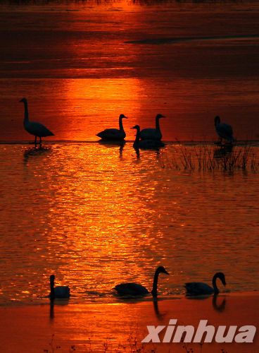 河南：三門峽榮獲“中國大天鵝之鄉(xiāng)”稱號