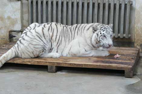 哈爾濱北方森林動(dòng)物園園長(zhǎng)回應(yīng)動(dòng)物生存狀況問題