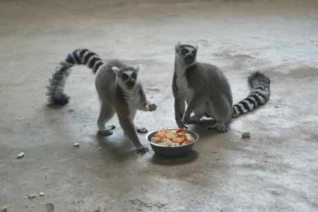 哈爾濱北方森林動物園園長回應動物生存狀況問題