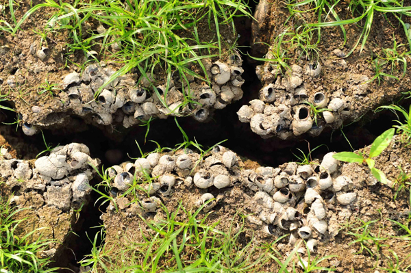 海南旱情持續(xù)蔓延