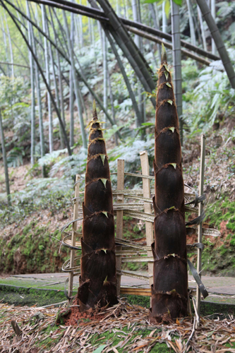 清明小長假四川長寧近2萬名游客與春筍一起過節(jié)