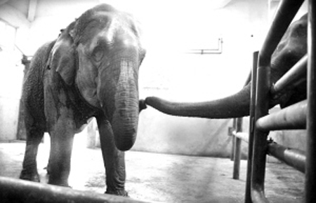 溫州母象貝貝下月遠(yuǎn)嫁杭州