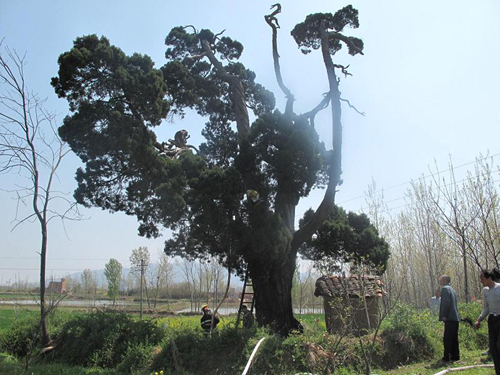 河南桐柏500歲古樹(shù)腹中起火 古樹(shù)生命幸免