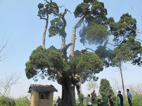 河南桐柏500歲古樹(shù)腹中起火 古樹(shù)生命幸免