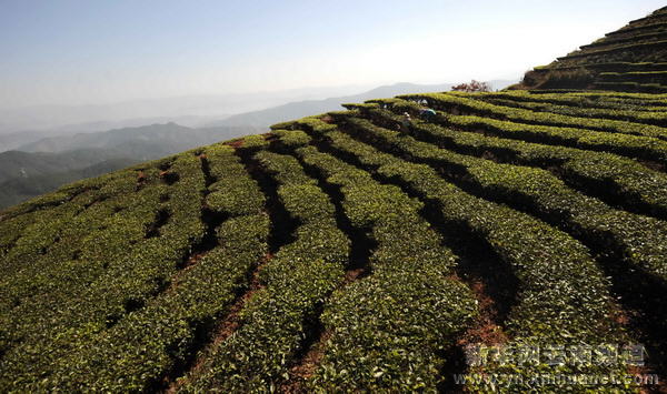 哈尼族群眾抗旱自救采茶忙