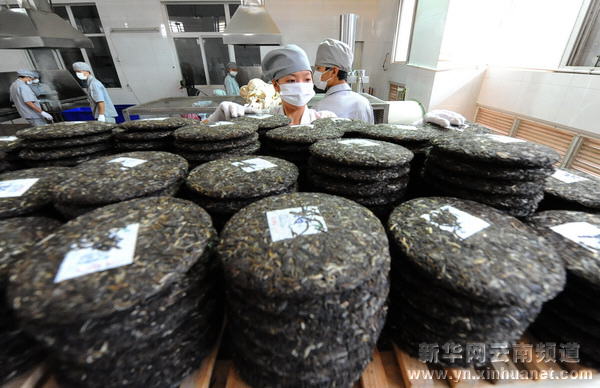 勐海普洱茶產(chǎn)量大幅提升