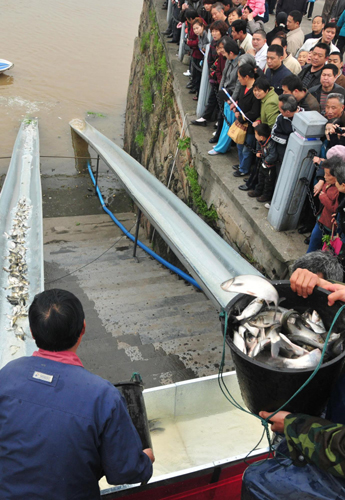 千萬尾魚苗放流洞庭湖