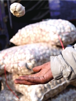 “瘋狂的大蒜”貴過豬肉 身價(jià)短期暴漲100倍