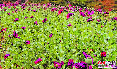 湖南山村發(fā)現(xiàn)疑似罌粟花 縣政法委調查(圖)