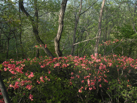 龍隱景區(qū)，杜鵑觀賞最佳地