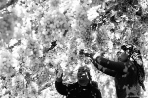 5國聯(lián)合絲路申遺 云南招募民間大使