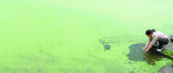 外來入侵生物 是敵是友?