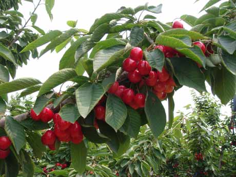 “旅順大櫻桃”獲得國(guó)家農(nóng)產(chǎn)品地理標(biāo)志認(rèn)證