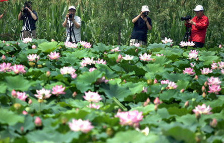 黃土高原圣天湖野荷盛開迎游客
