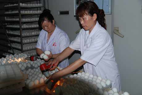 河南潢川：“華英農(nóng)業(yè)”富民計劃在行動