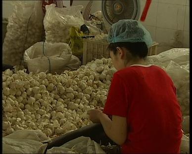 山東金鄉(xiāng)炒蒜者包地種蒜 欲長(zhǎng)期控制產(chǎn)銷鏈(圖)