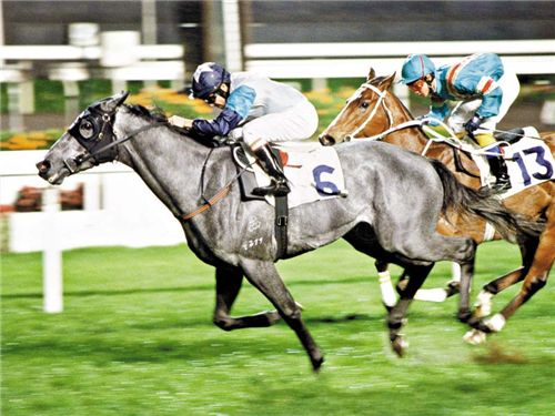 首屆中國金馬馬術(shù)文化旅游節(jié)揭開帷幕