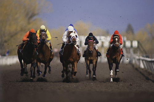 首屆中國金馬馬術(shù)文化旅游節(jié)揭開帷幕