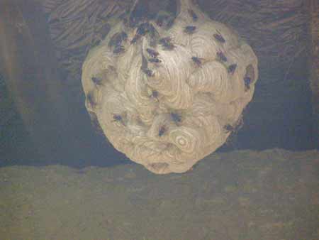 巨型蜂巢毒蜂頻繁出沒(méi) 一天蟄傷五名村民