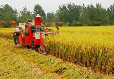 河南潢川秋收開鐮(圖)