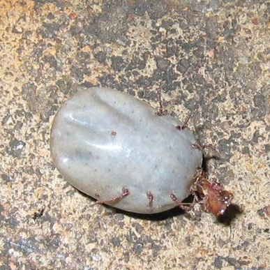 河南回應(yīng)蜱蟲叮咬人致死:3年共發(fā)現(xiàn)245例