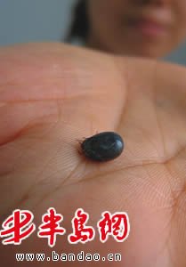 河南回應(yīng)蜱蟲叮咬人致死:3年共發(fā)現(xiàn)245例