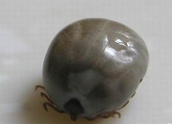 河南通報(bào)蜱蟲(chóng)中毒事件 造成18例死亡