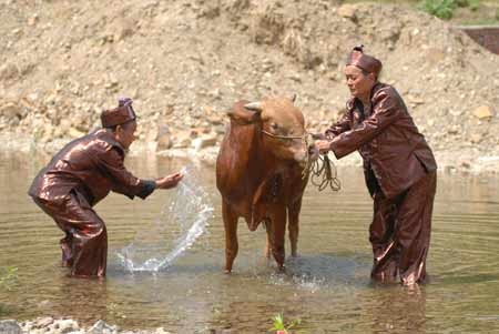 新晃黃牛肉獲得國(guó)家地理標(biāo)志產(chǎn)品保護(hù)