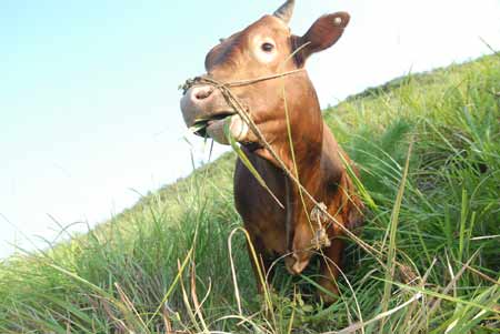 新晃黃牛肉獲得國(guó)家地理標(biāo)志產(chǎn)品保護(hù)