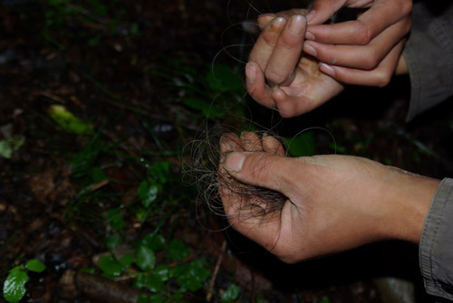 中國重啟野人科考項目 專家稱可能是徒勞