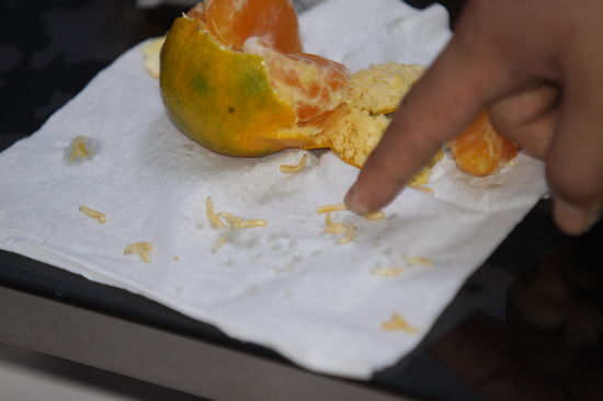 誰動(dòng)了咱的柑橘：蛆從何而來 百姓不必談橘色變