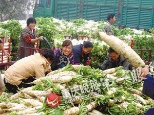 記者追蹤蘿卜8小時(shí)：出土價(jià)9角 上市賣(mài)3元(圖)