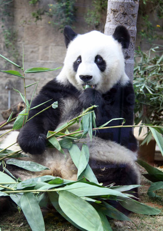 亞運會吉祥物“盼盼”原型巴斯福州過“百歲”生日