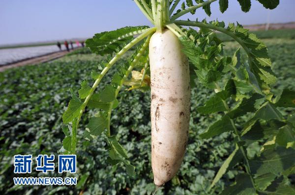 蘿卜的“漲價(jià)路”