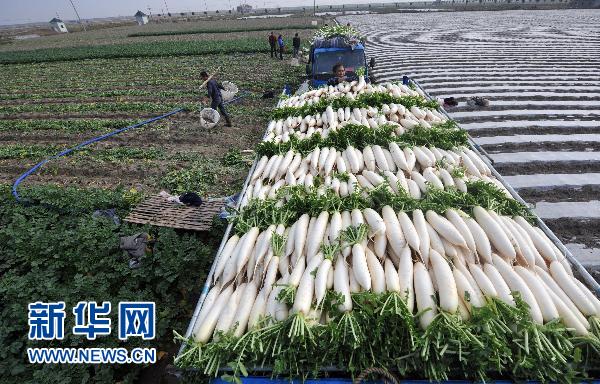 蘿卜的“漲價(jià)路”