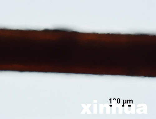 神農架首次公布不明動物毛發(fā)顯微照