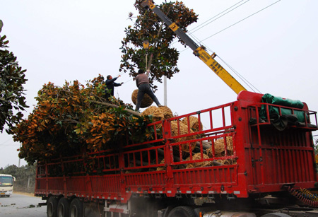河南潢川:花木之鄉(xiāng)外運(yùn)忙