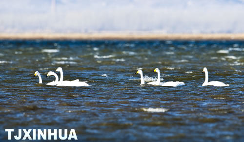 天鵝南遷蒞津門(mén)