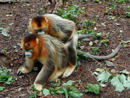 神農(nóng)架首次發(fā)現(xiàn)金絲猴有同性戀現(xiàn)象