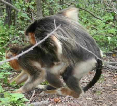 神農(nóng)架首次發(fā)現(xiàn)金絲猴有同性戀現(xiàn)象