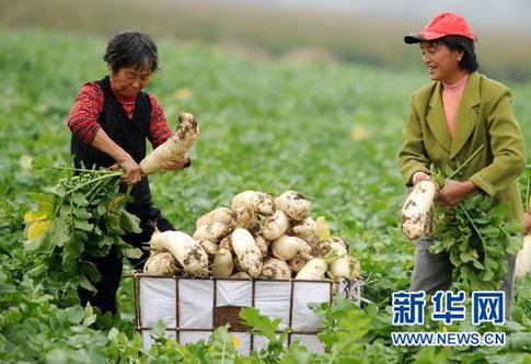 農(nóng)副產(chǎn)品漲價態(tài)勢初步遏制 穩(wěn)物價仍面臨三大難題