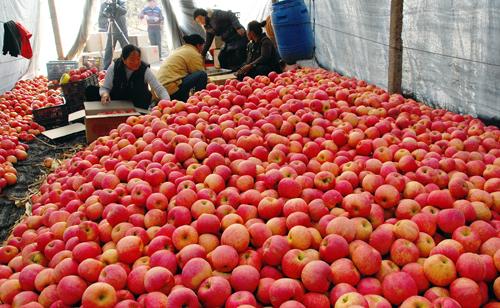 高價蘋果調(diào)查:三大因素是推手