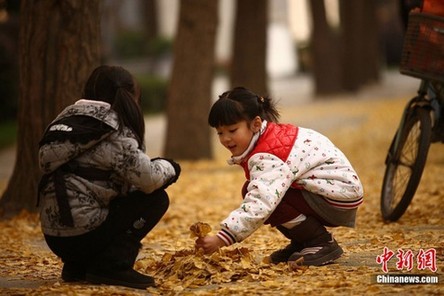成都進入銀杏最佳觀賞期