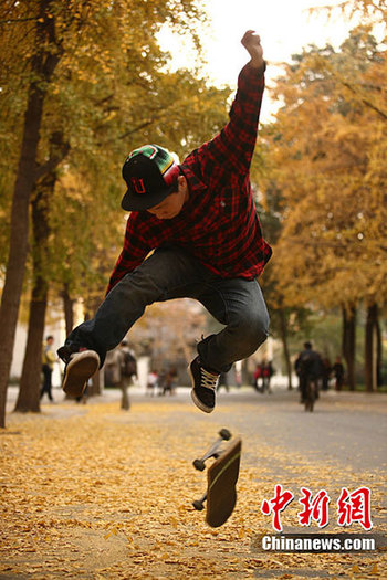 成都進(jìn)入銀杏最佳觀賞期