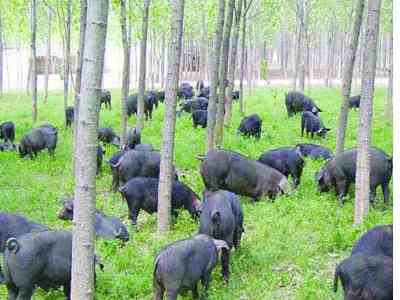 無錫現(xiàn)160元1斤天價豬肉 聽音樂喝山泉長大