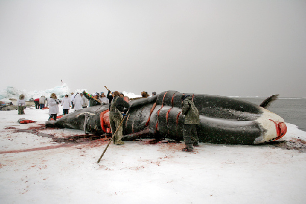 揭秘愛斯基摩人強(qiáng)悍捕鯨全程